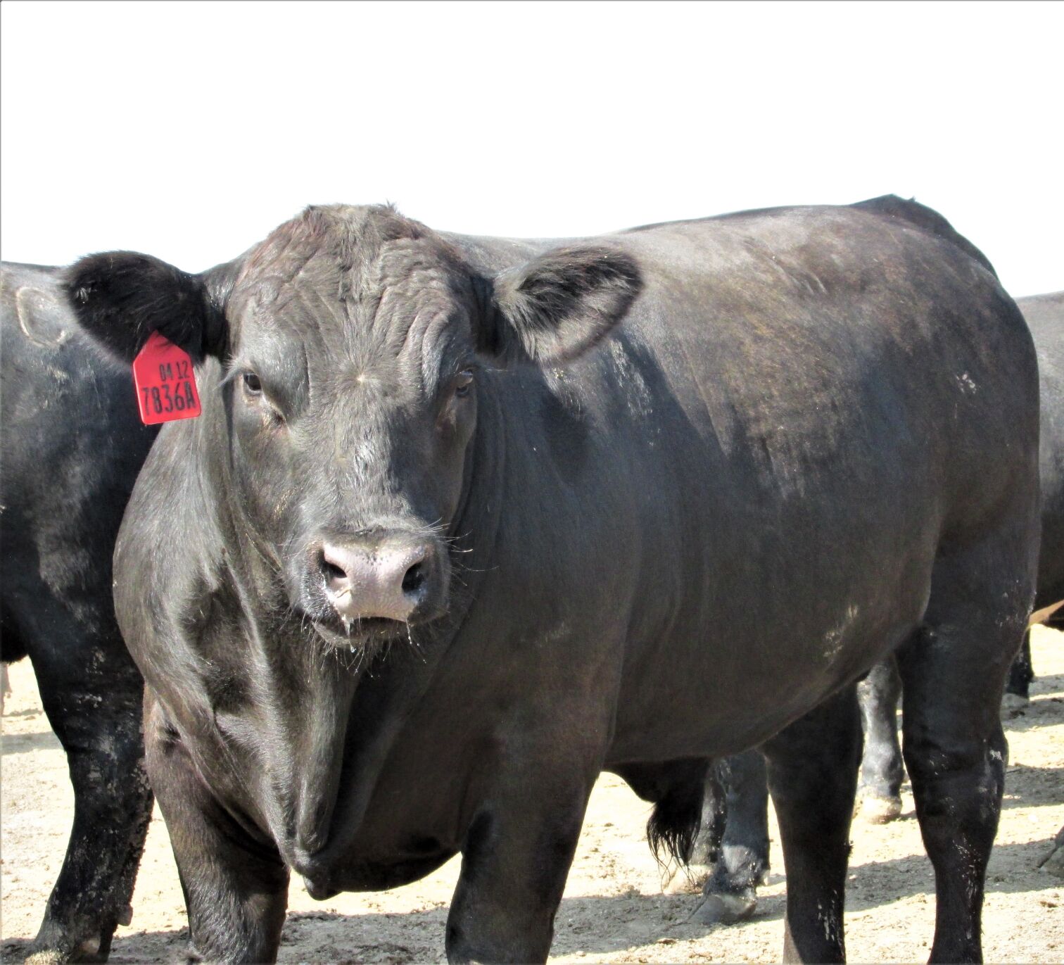 FL Black Steer